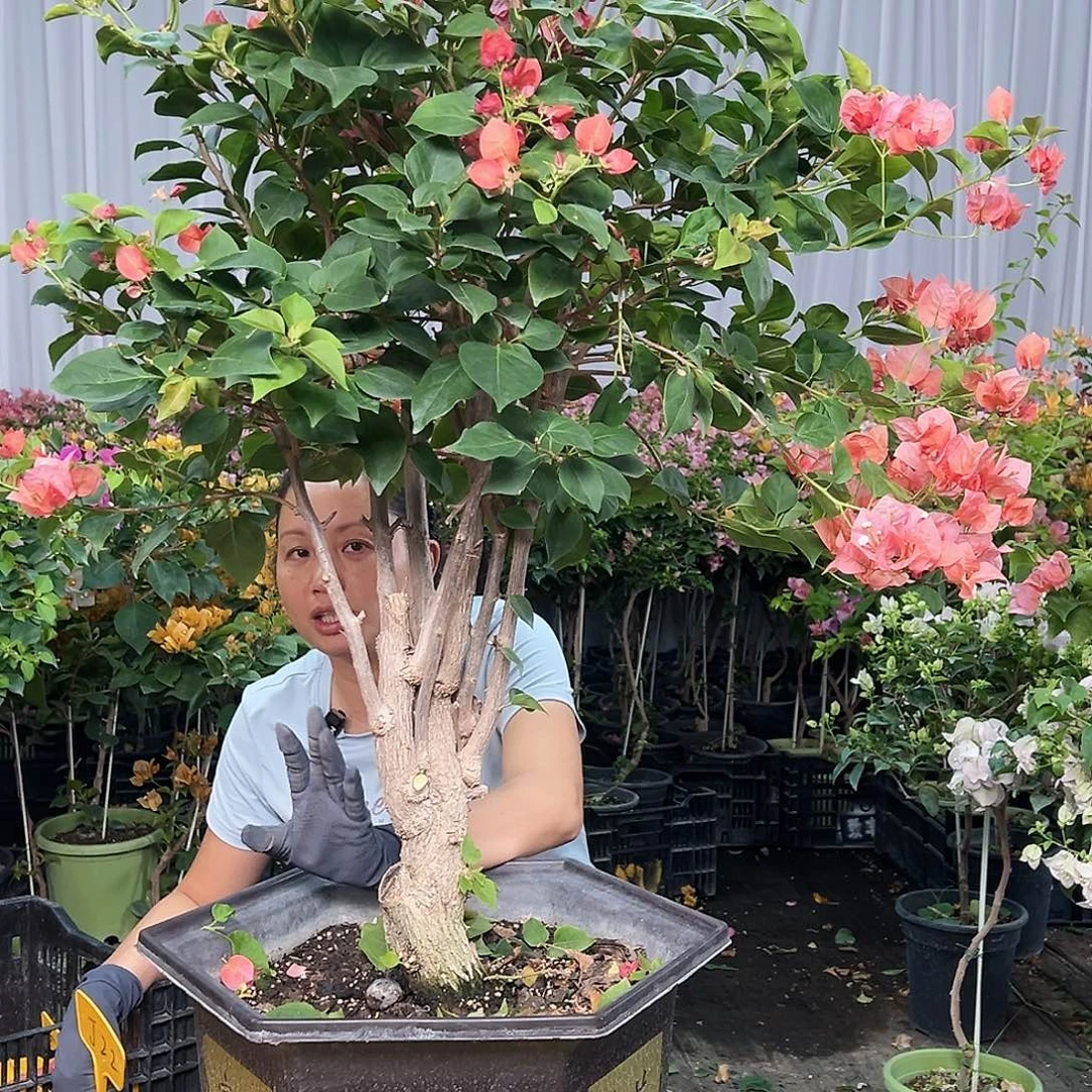 露***霞当前无花栽培后可以开花J22不甜