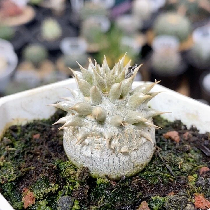 31号实生惠比大黑2.7cm