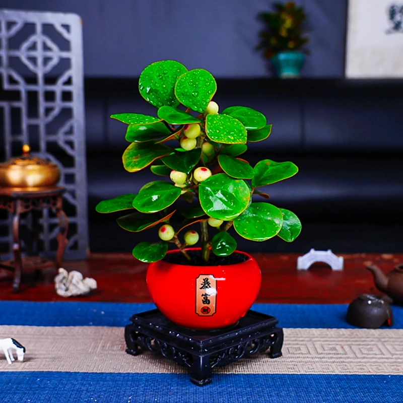 【带果发货】禅意菩提树盆景室内禅意造型办公室桌面绿植盆栽