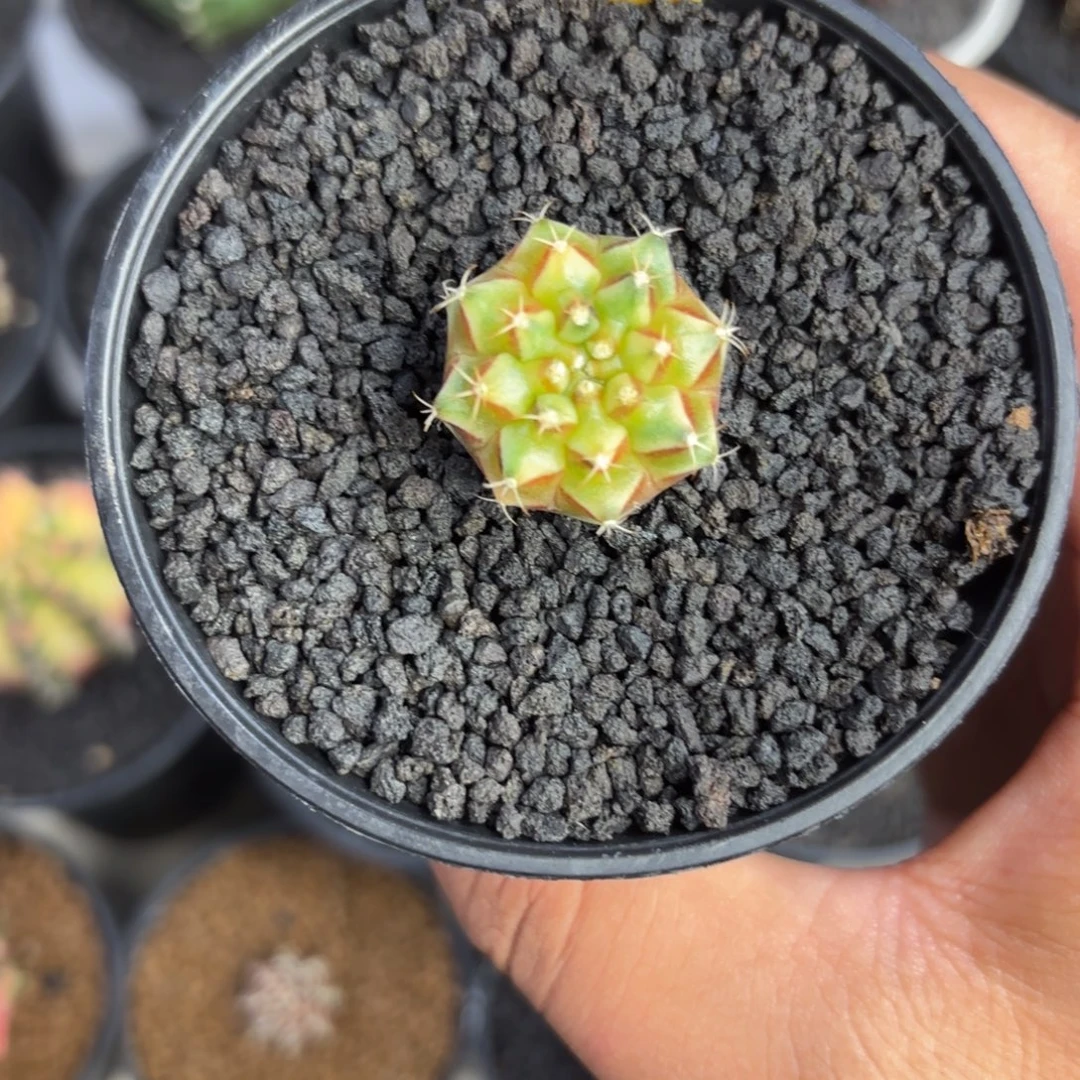 275-1225泰国发货多肉