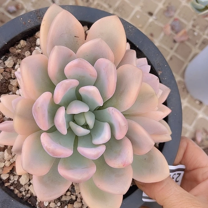 奥普锦23150多肉植物