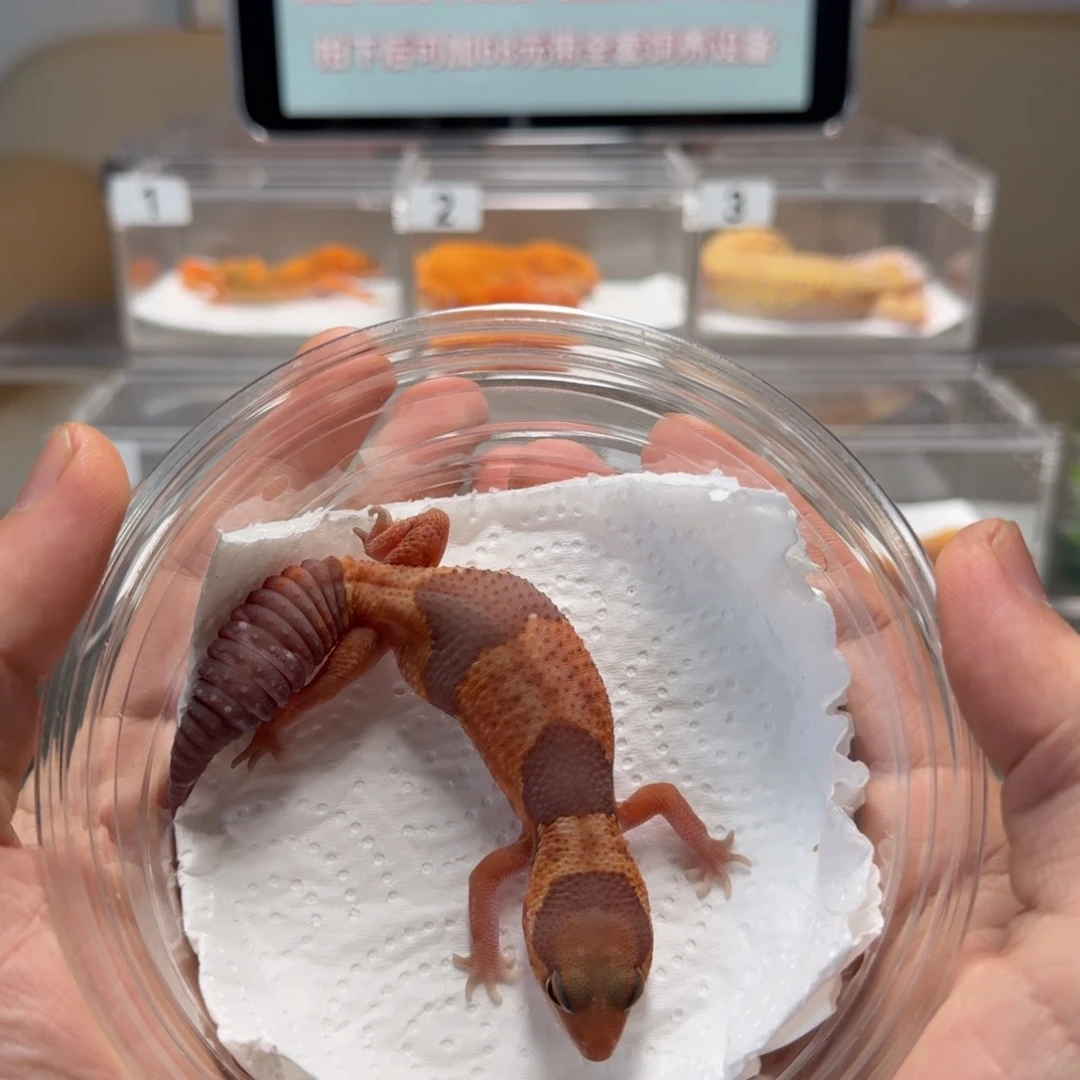 肥尾守宫焦糖隐奥利奥祖鲁妹妹