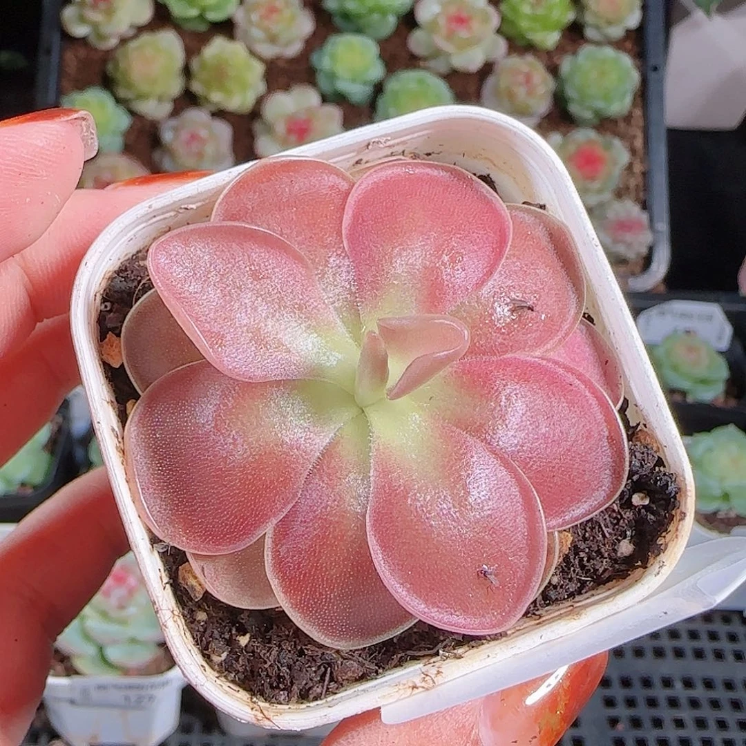 1013–-129一物一拍
