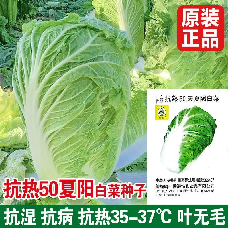 【夏阳50大白菜种子】种籽孑夏季黄心耐热抗热秋季高产籽种蔬菜国产