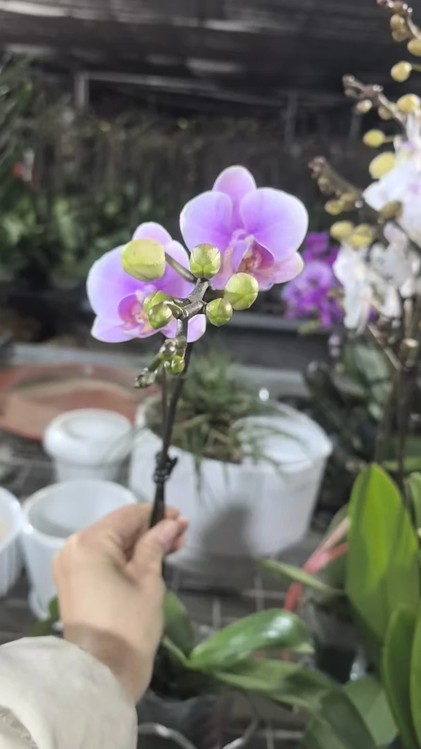 欢然花田培植蝴蝶兰（粉钻）双梗