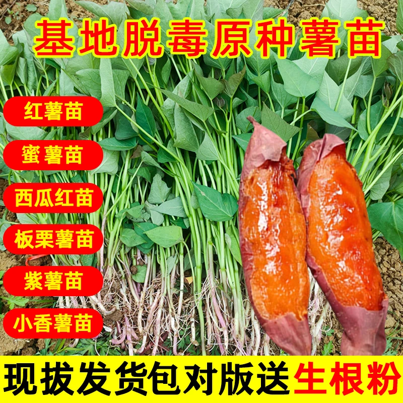 蜜薯苗西瓜红薯苗种子紫薯白心哈蜜地瓜苗原种高产一点红苗易成活