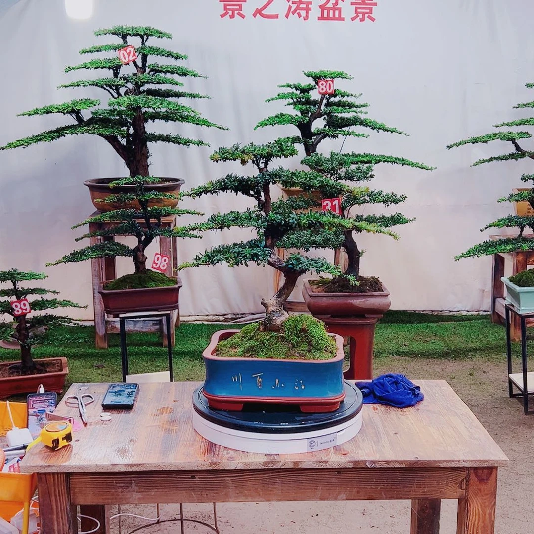 无花朵红芽这珍珠罗汉松