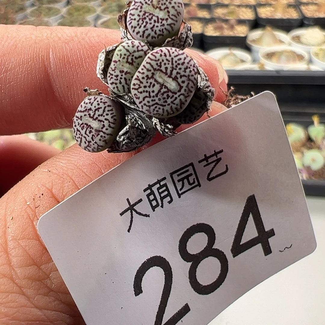 一物一拍。     284