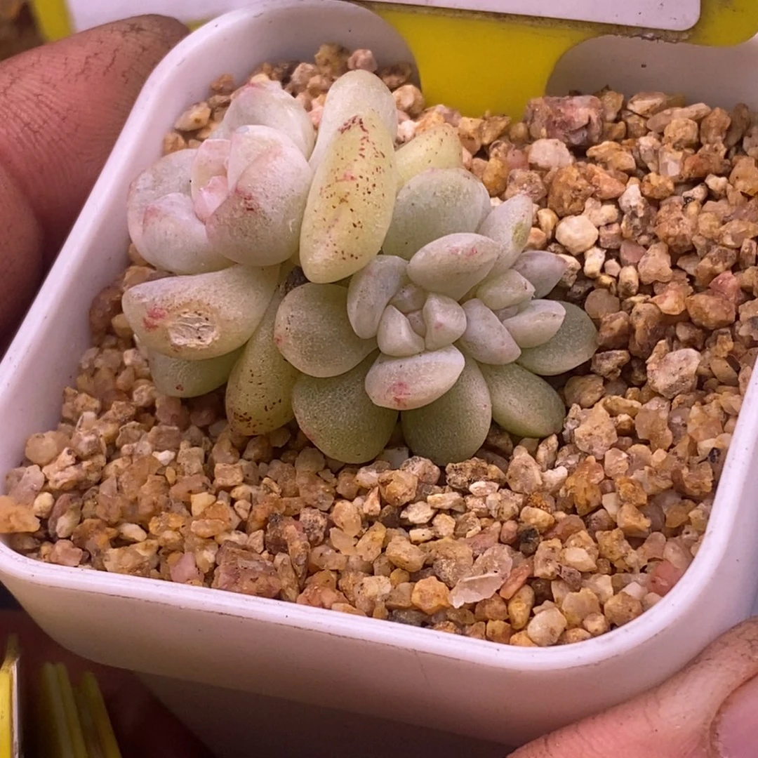 286冰玉石化朵朵福利……