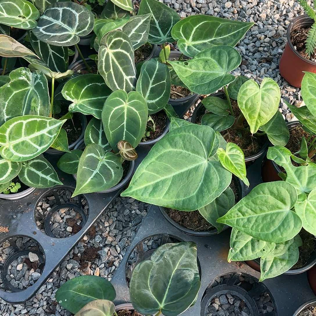 完全开放花烛3颗不售后