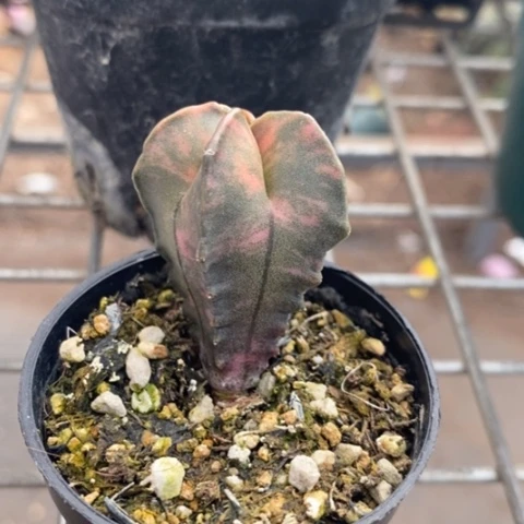 实生鸾凤玉锦2仙人球