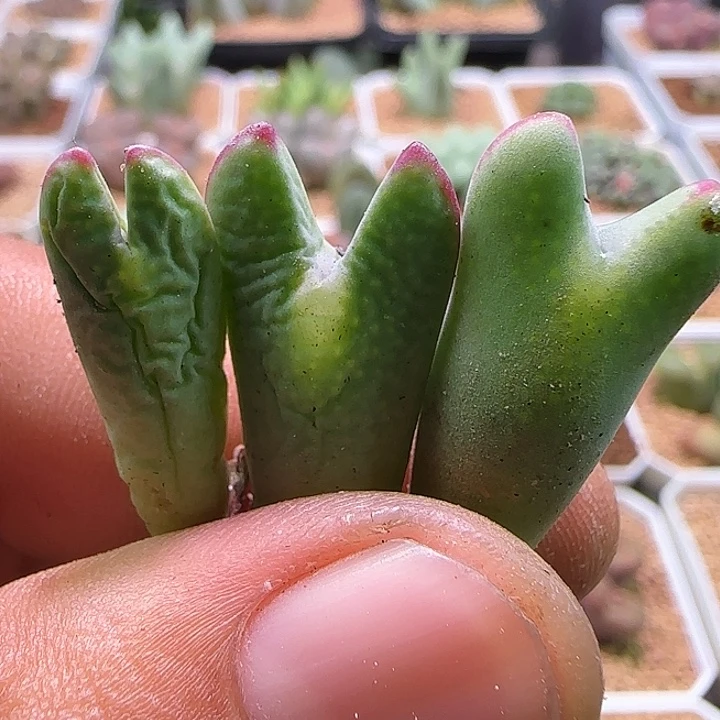 开播福利来啦 720