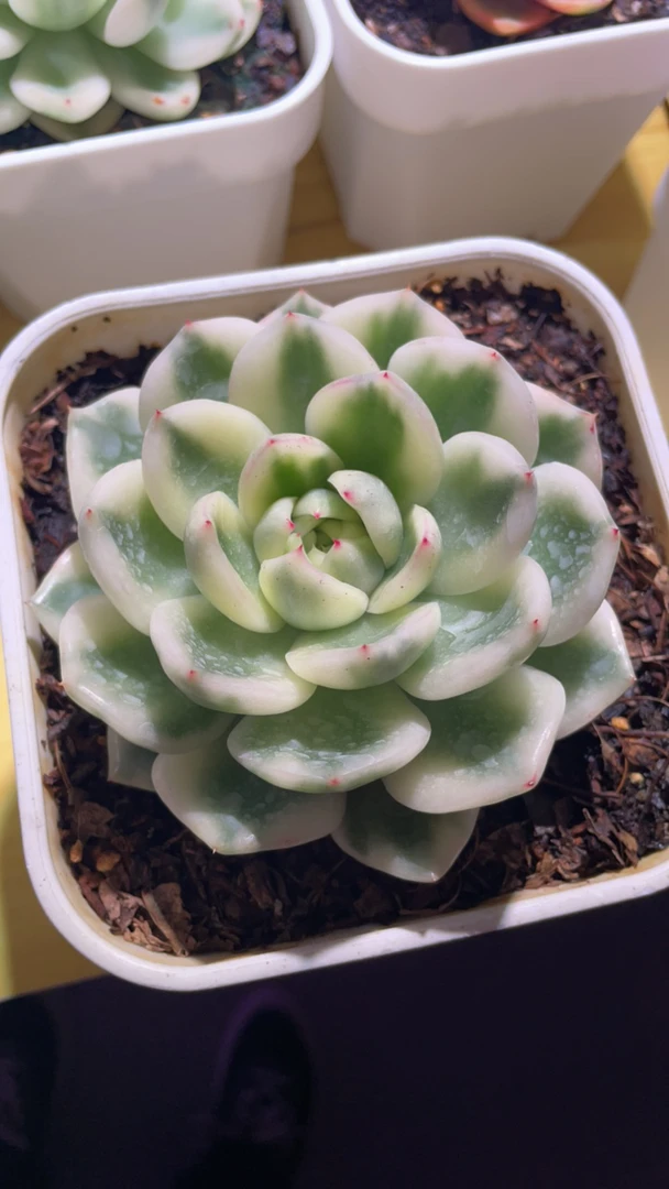 阿斯娜多肉锦盆栽花卉