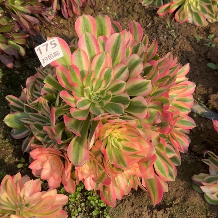 香妃……多肉植物……