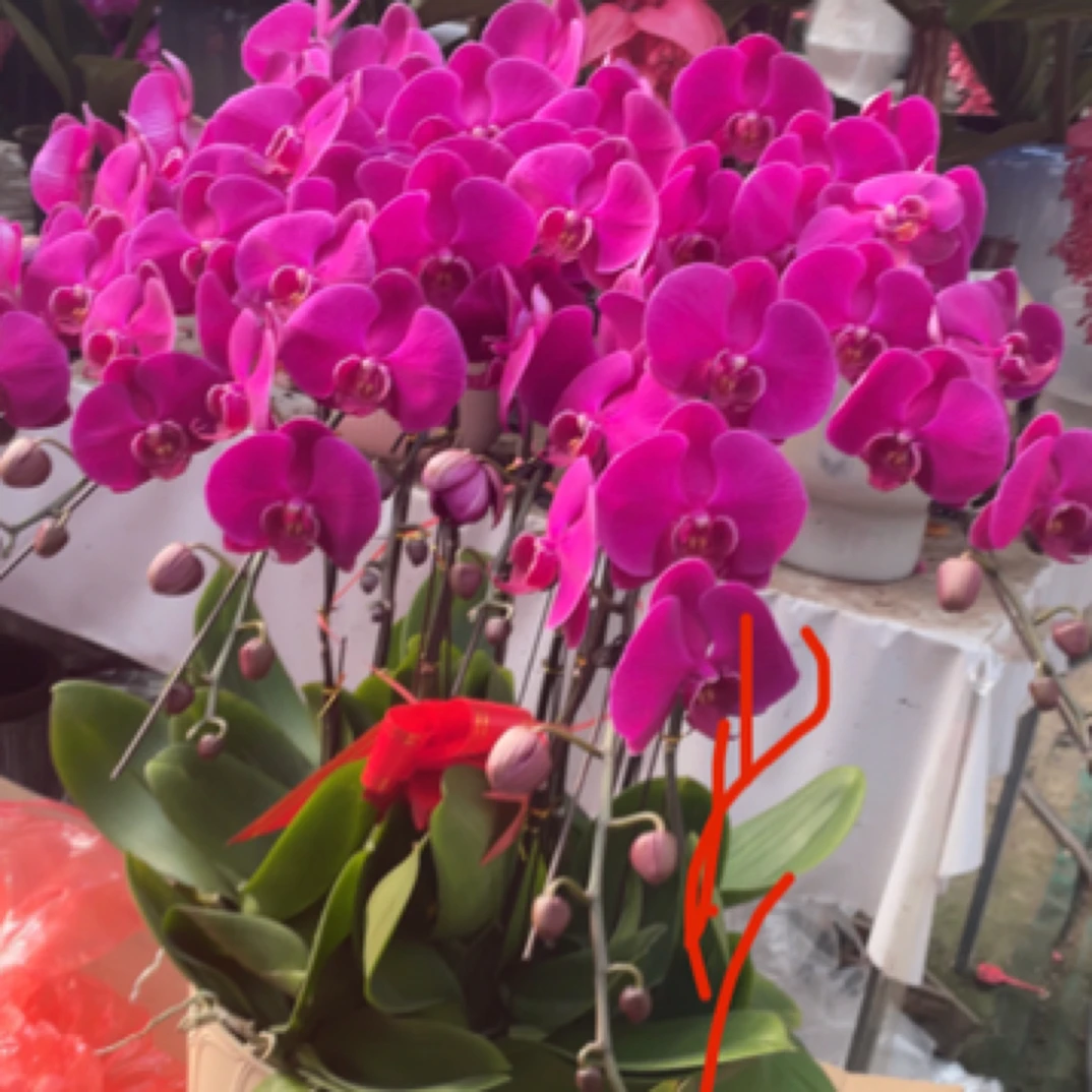 精品蝴蝶兰 10株