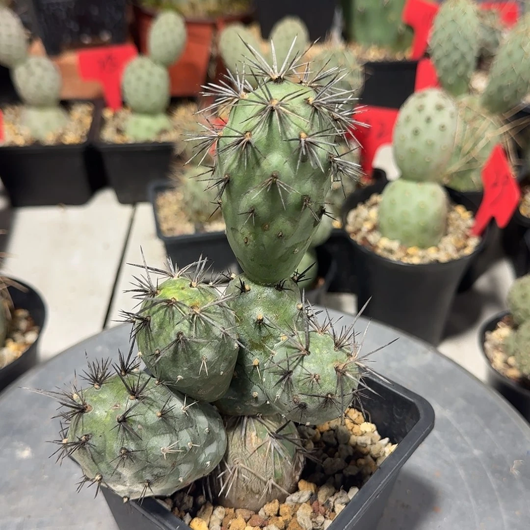 蹲***金6头黑刺明暗城（脱土）带14公分方盆和颗粒土