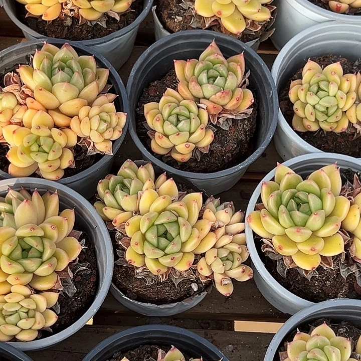 多头    春春珍妮