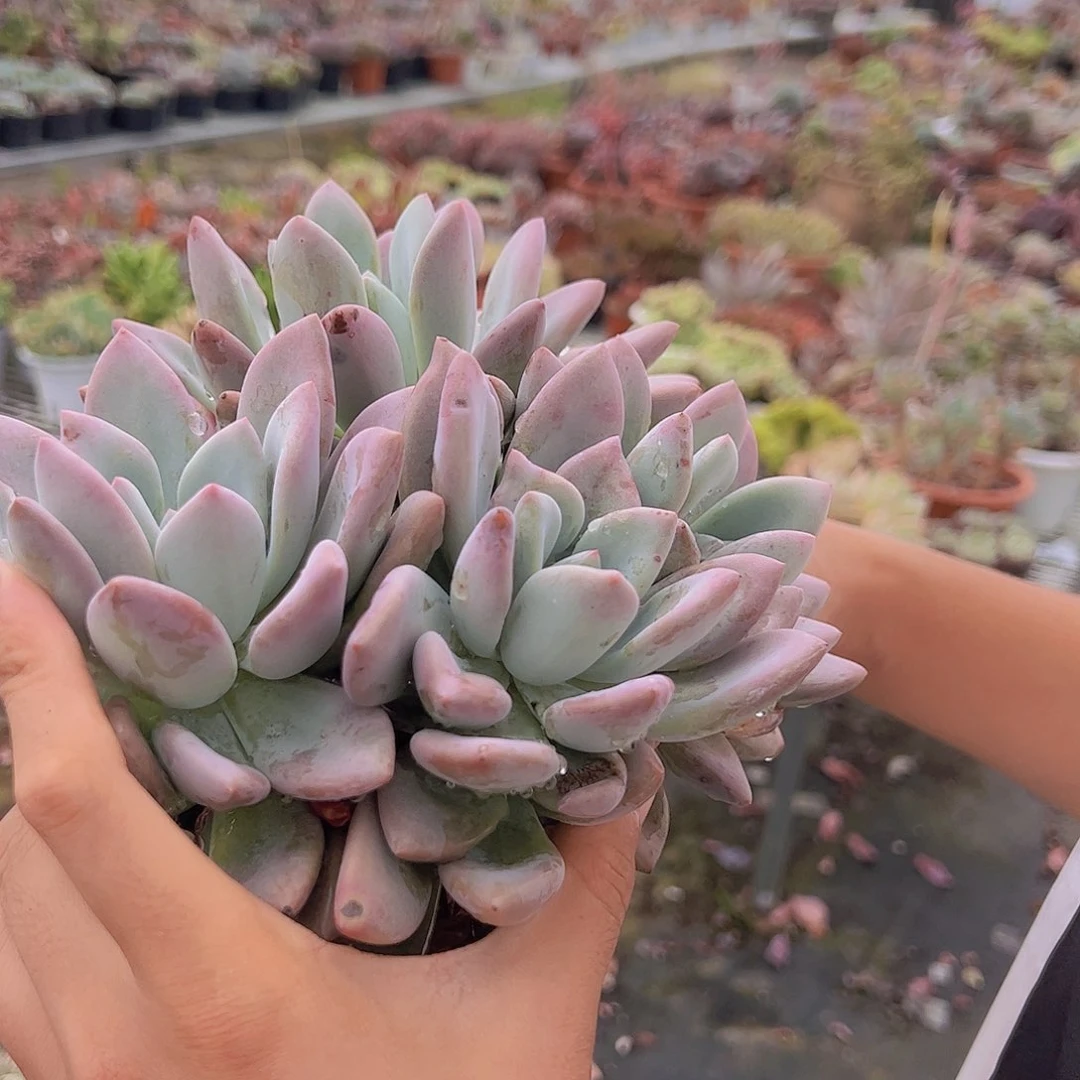 2盆奥普琳娜 双头起发