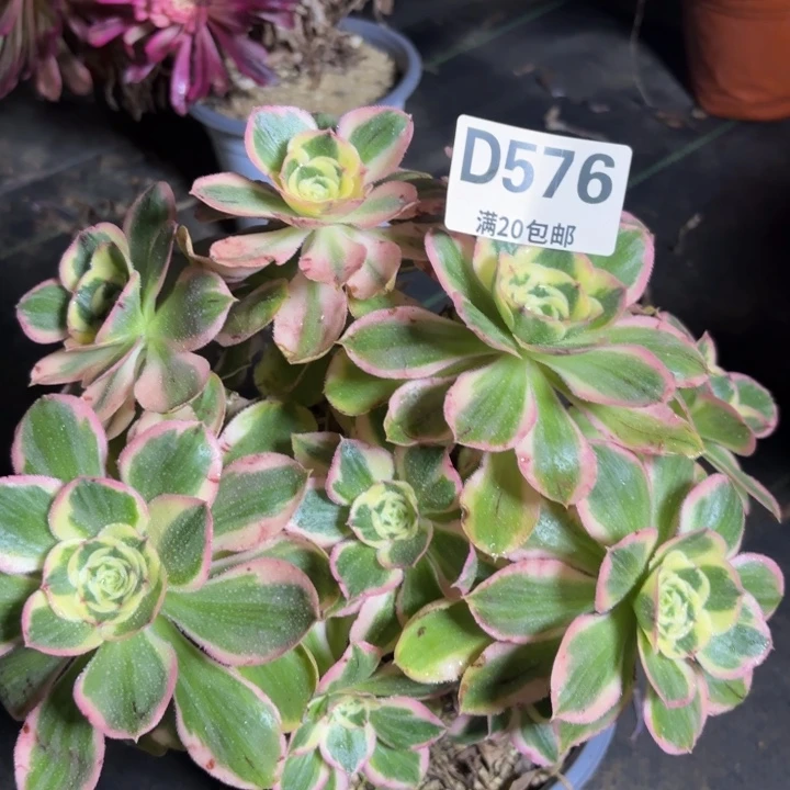 瑞妈一物一拍576有个断枝