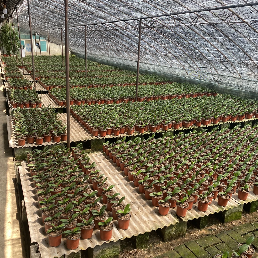 君子兰一颗一拍 直播间选花