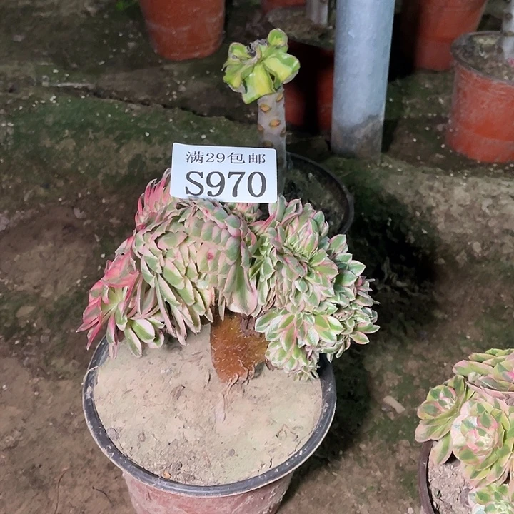 970倾城缀多肉植物
