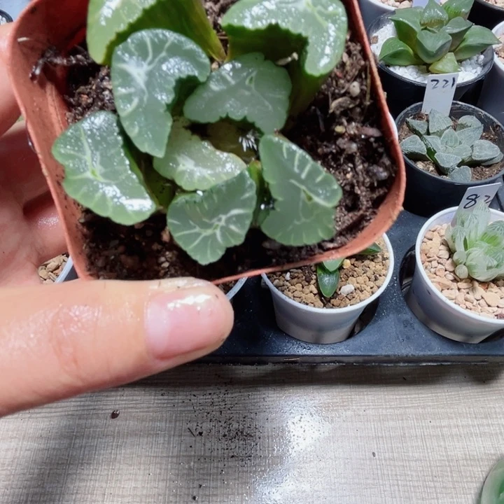 凤凰万象多肉植物6666