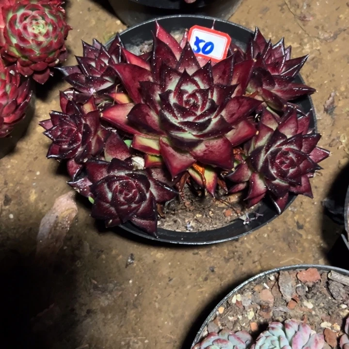 潮***趣精品多肉植物老桩