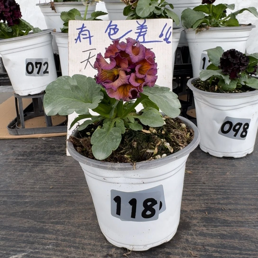 全部花朵118号洛可可