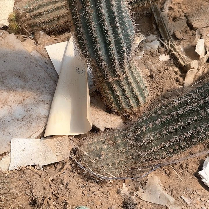 晓*C76毛花柱郑和25的