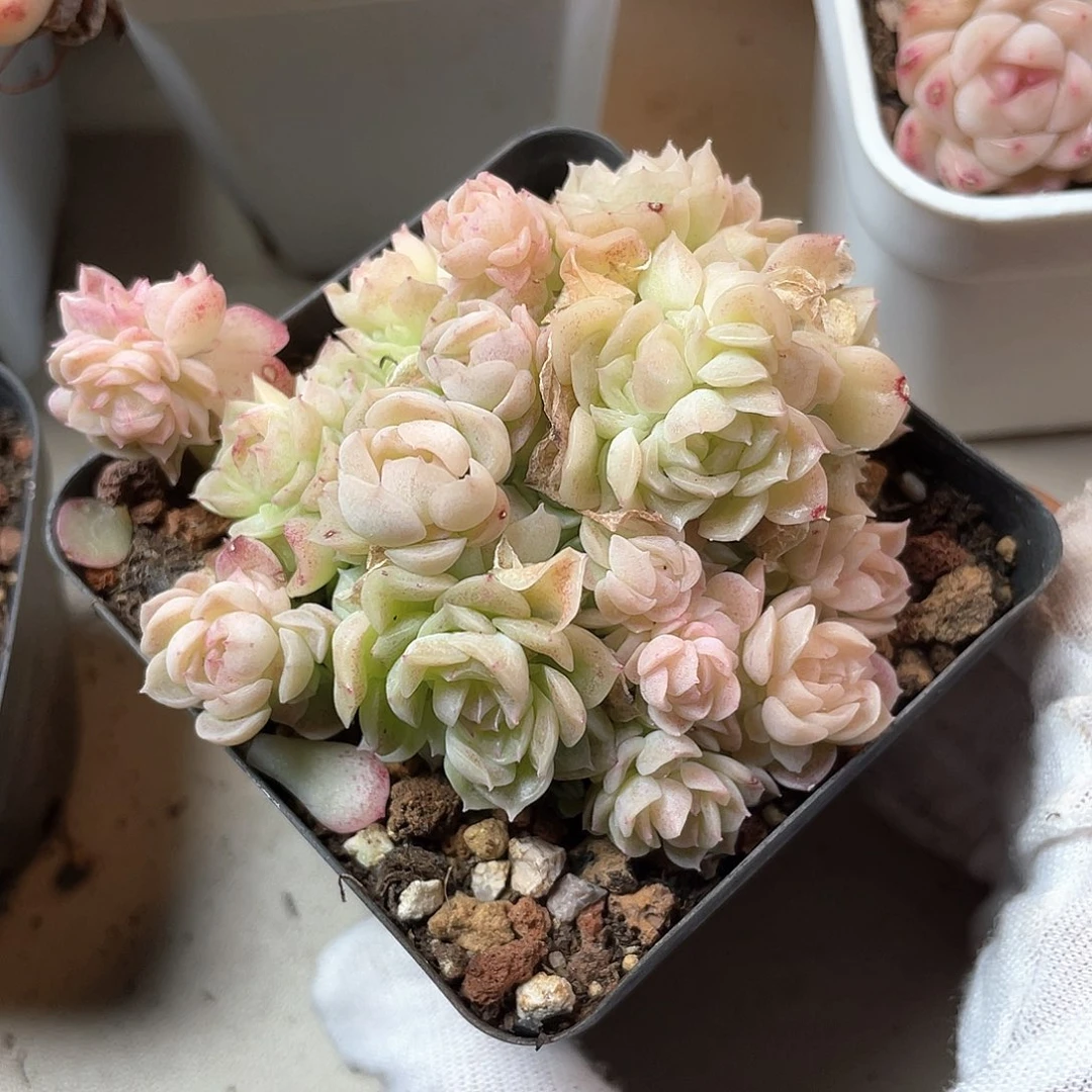 Z***?优选麦秆福利8121