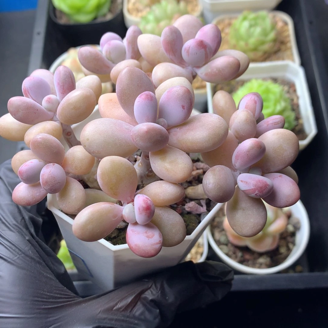 58包邮  群生不包整 86
