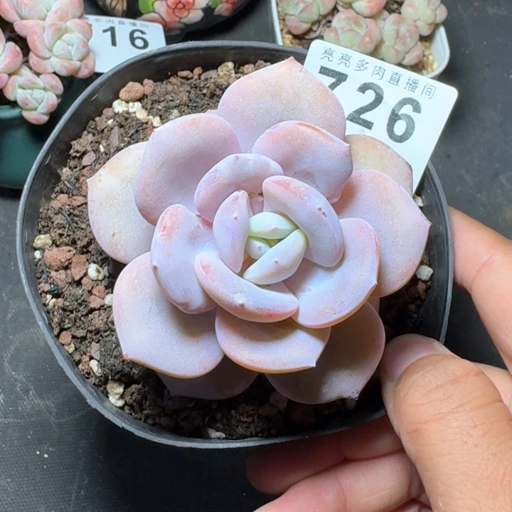 奶茶韩版            多肉植物