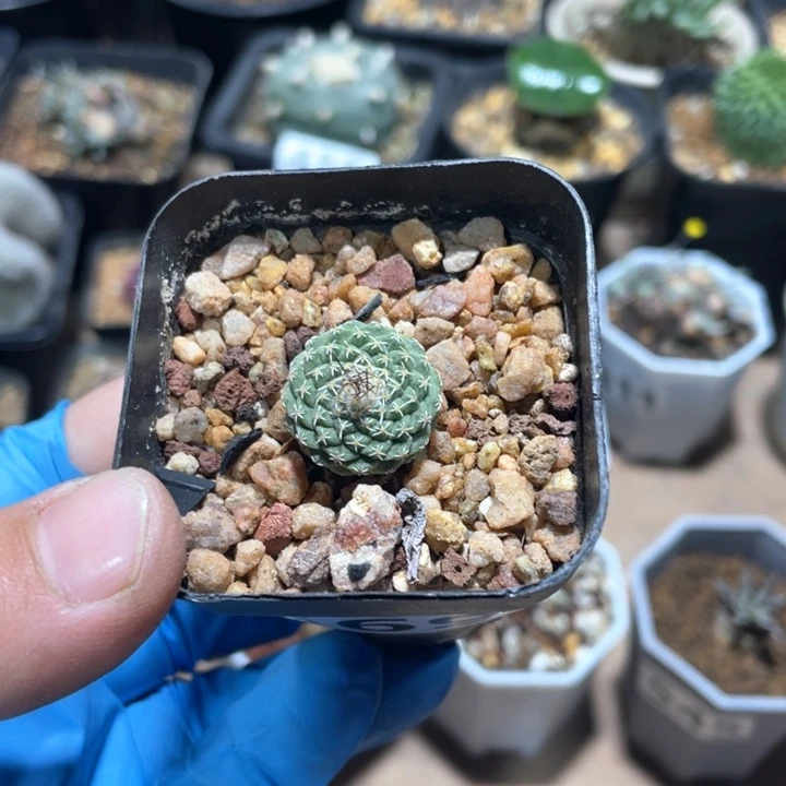 569实生菊水仙人球