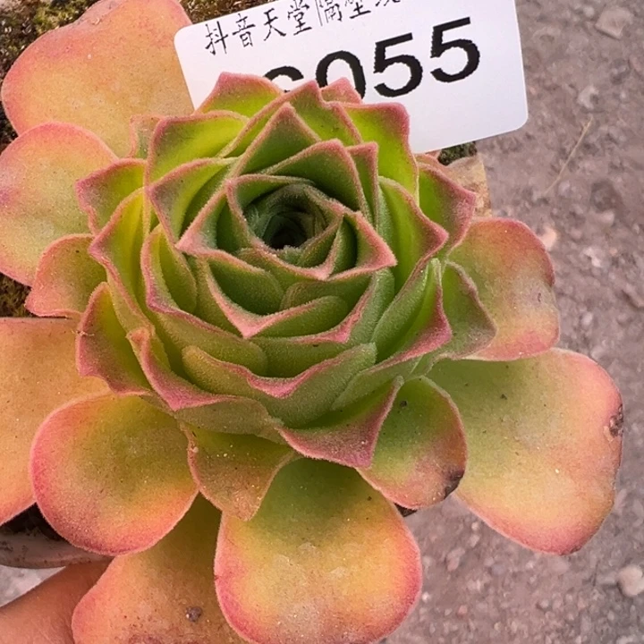 三碗055   疑似准白龙福利
