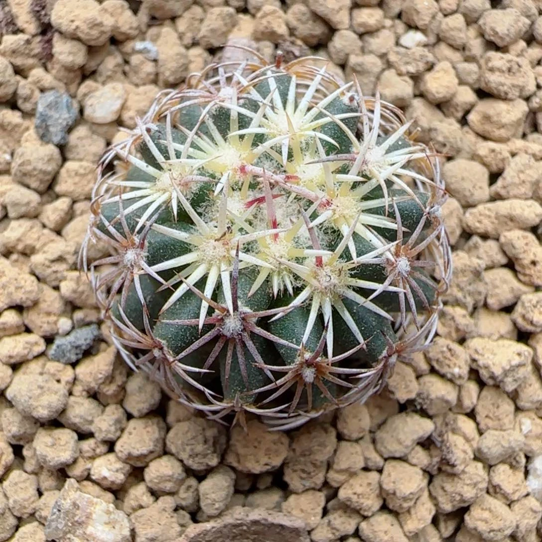 305实生红廉玉多肉