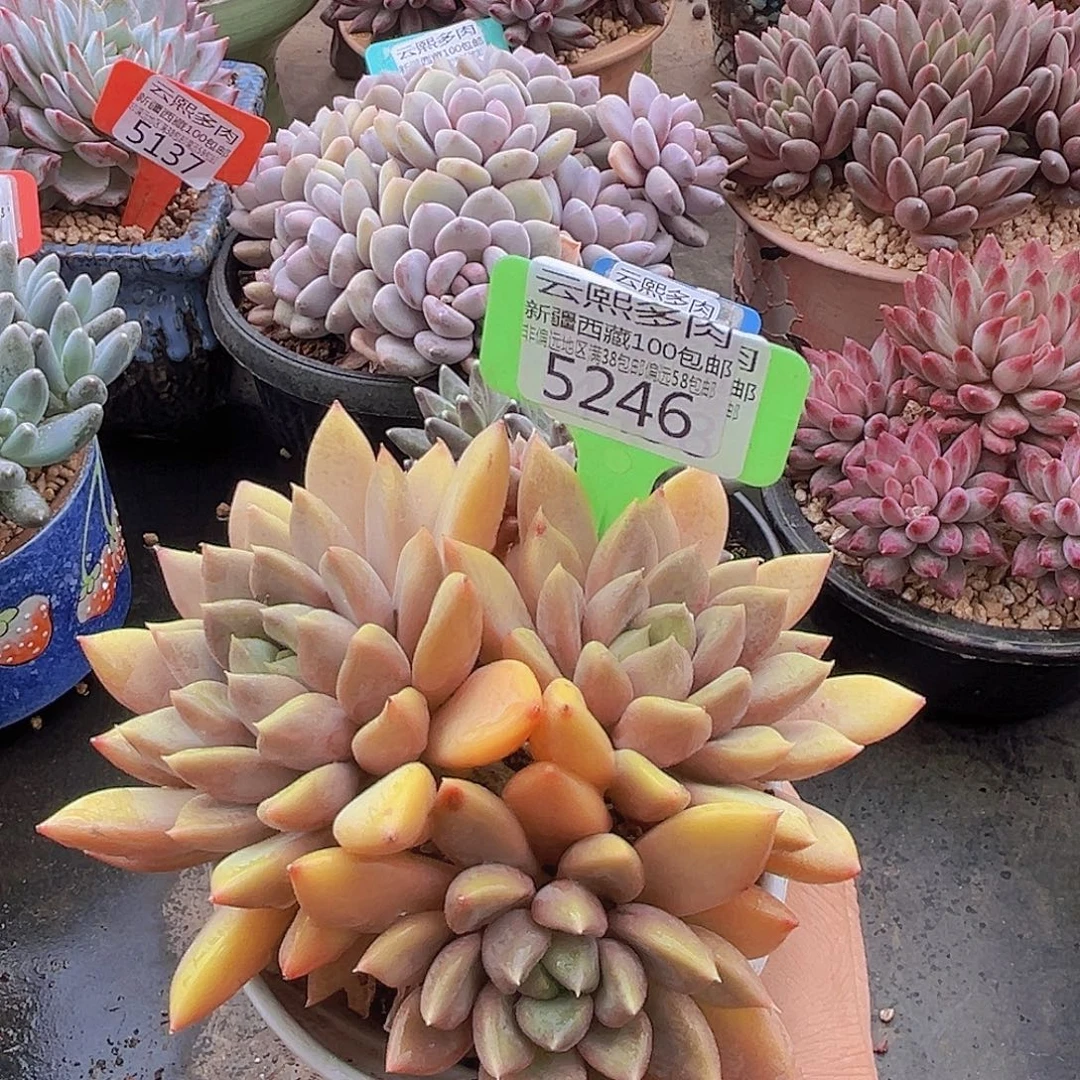 5246红象牙多肉植物