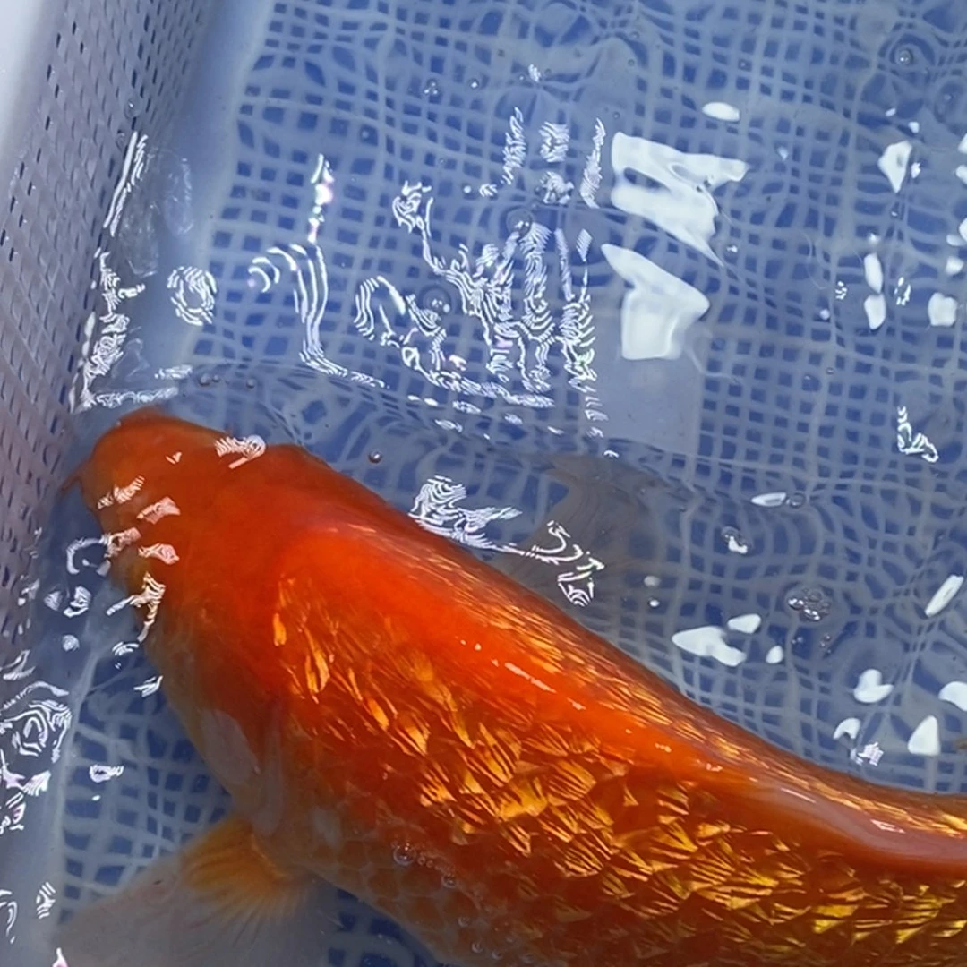 锦鲤锦鲤 开衩充血掉鳞属于正常情况 介意别拍