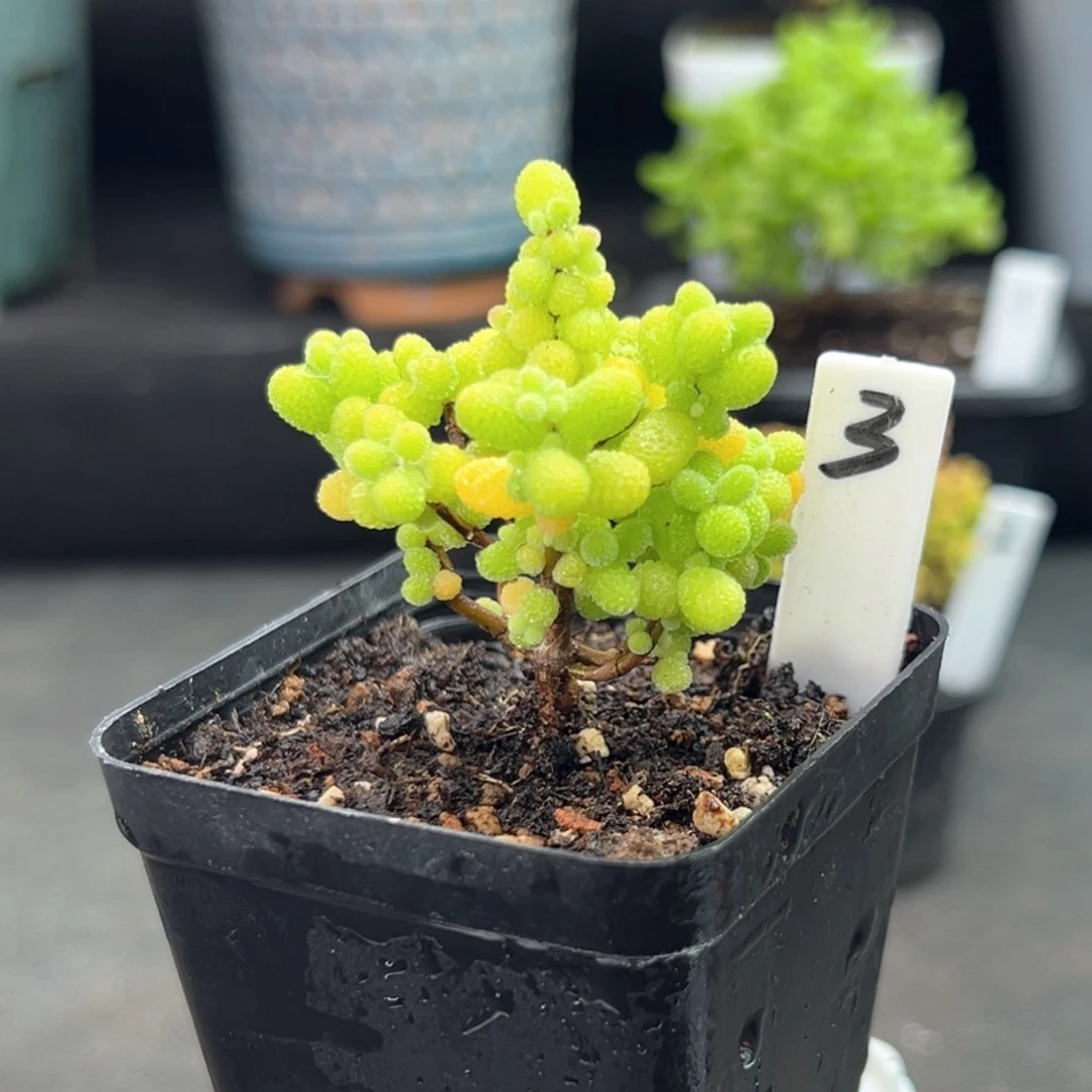 精控金桔3号5.5厘米盆