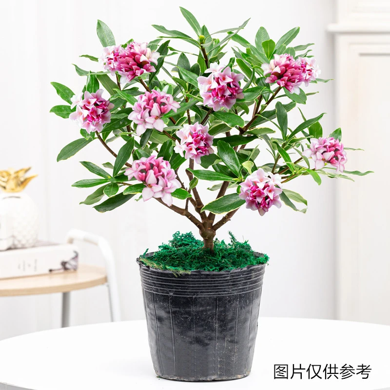 金边瑞香盆栽花卉植物室内花四季常绿鲜活客厅开花芳香办公室桌面