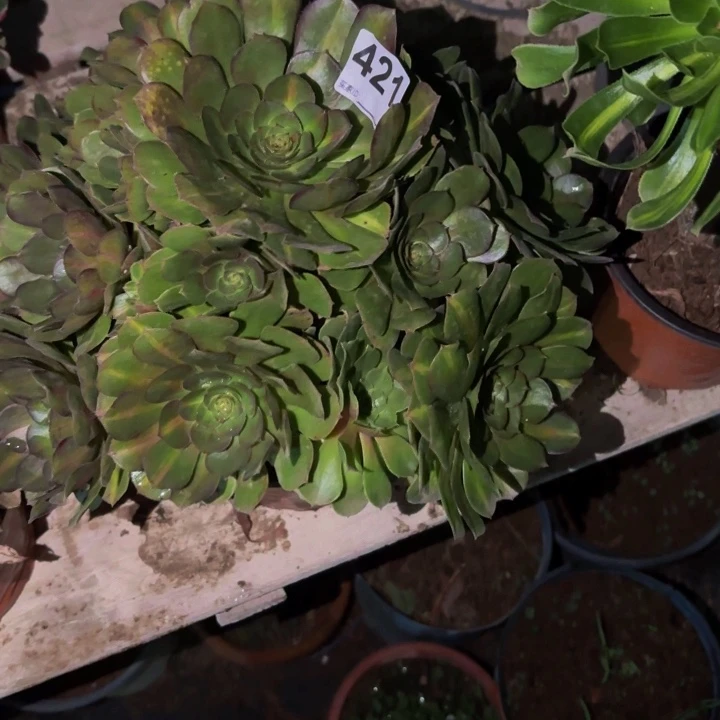 421轮回多肉植物不售后中班