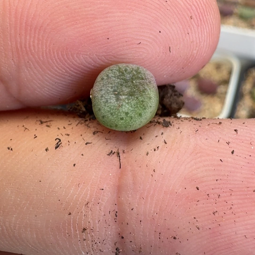 *****G635-S纽扣准母本