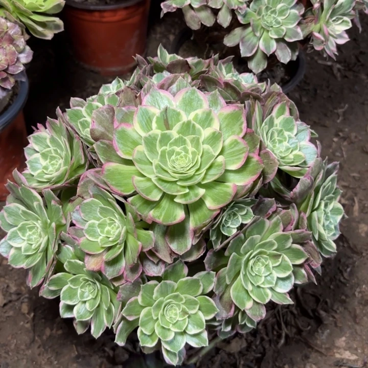 多肉植物万花筒39