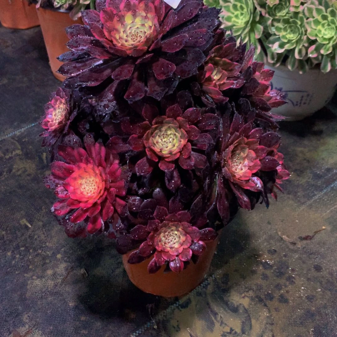 【闪购商品】前****厅685烟花特价秒