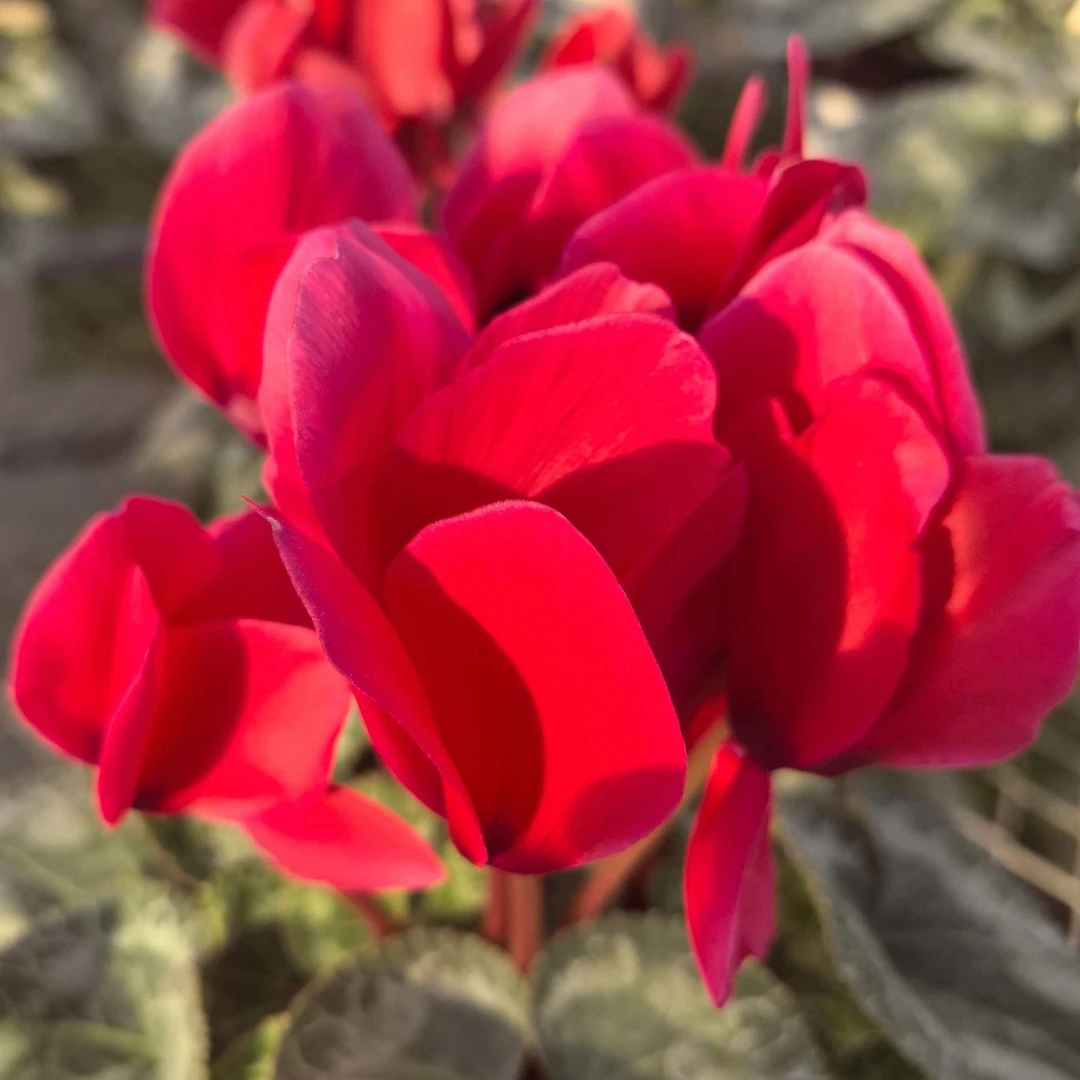 【组合福利款】大花仙客来盆栽带花苞发货四季开花室内观花植物