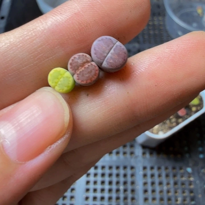 可***安多肉植物的生长发育481