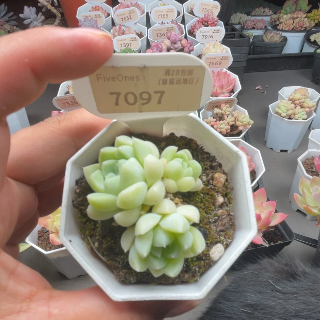 7097白月光4.0厘米