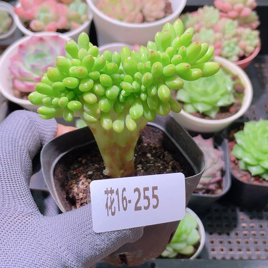 花利美16-255青松缀化