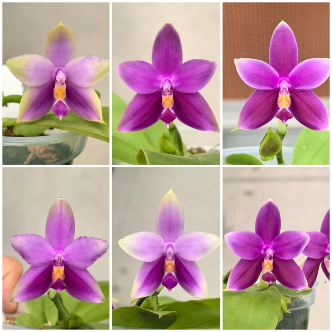 3寸JG2307沙美娜 带梗 量拍不选苗(完美主义勿拍)