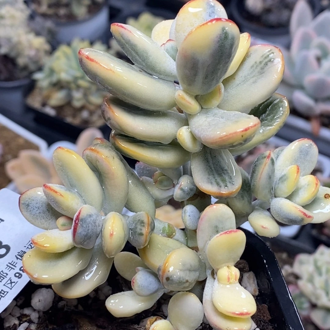 828福娘锦无砍群生