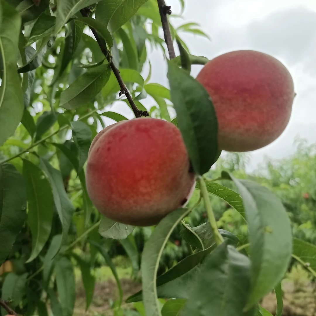 高山现摘紫薇脆桃吃新鲜应季水果